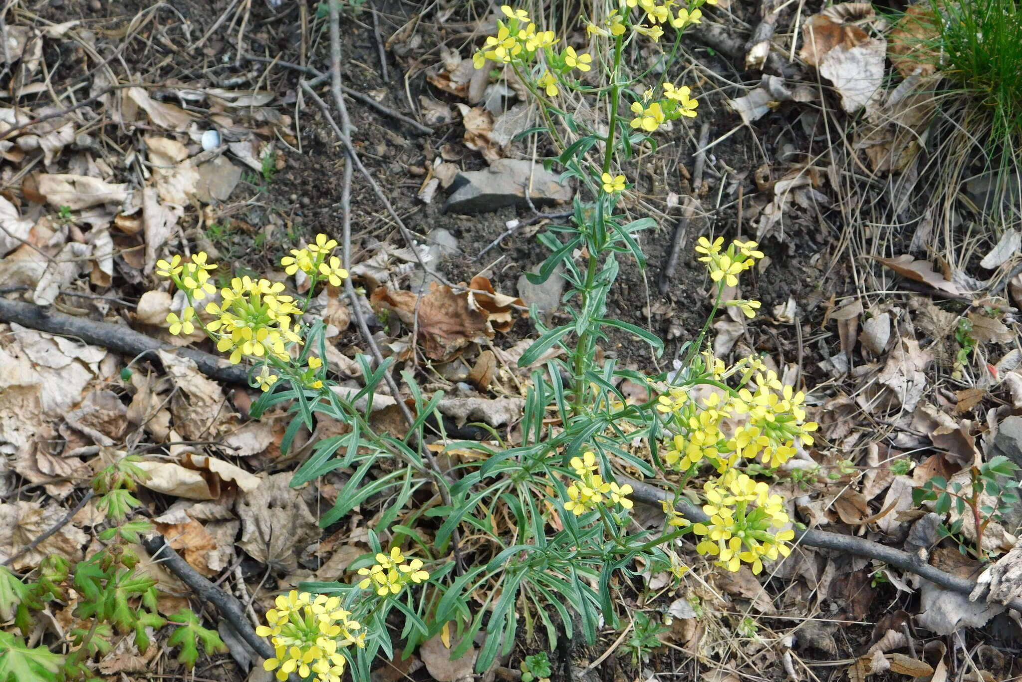 Image of Erysimum crepidifolium Rchb.