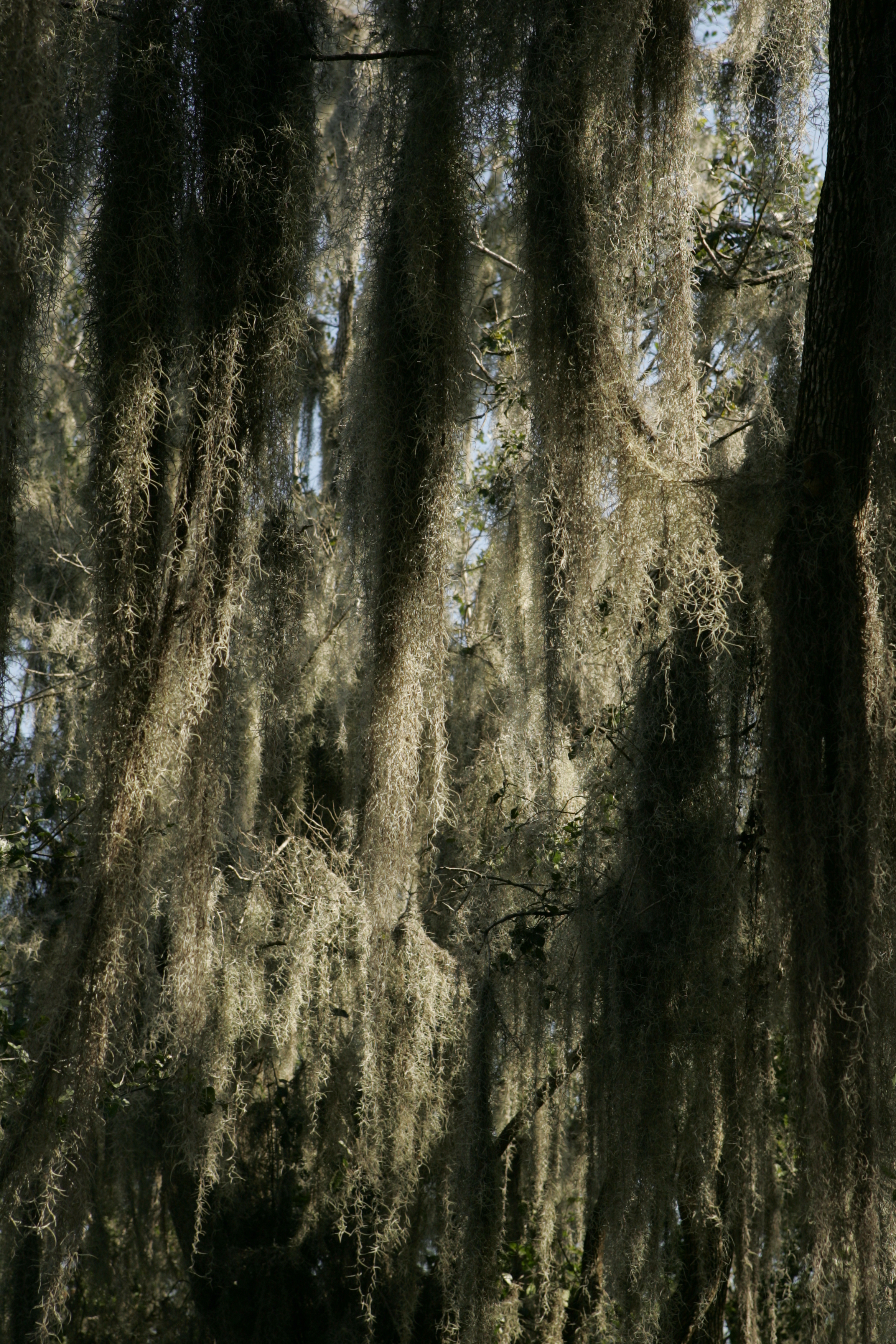 spanish-moss-media-encyclopedia-of-life