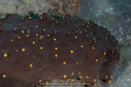 Image of Three-rowed Sea Cucumber