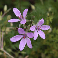 Image of Common Stork's-bill