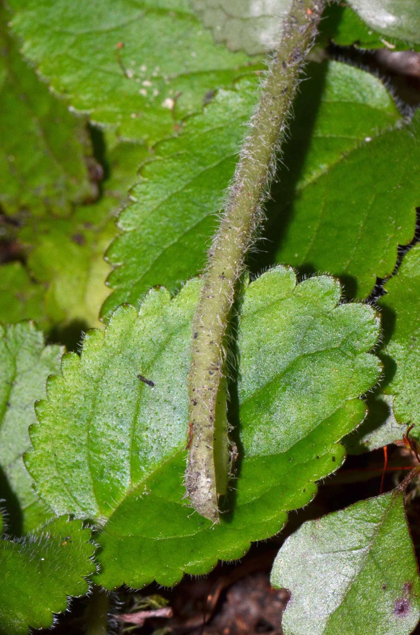 Imagem de Ourisia macrophylla subsp. macrophylla