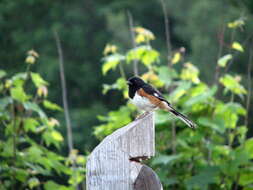 Image of Eastern Towhee