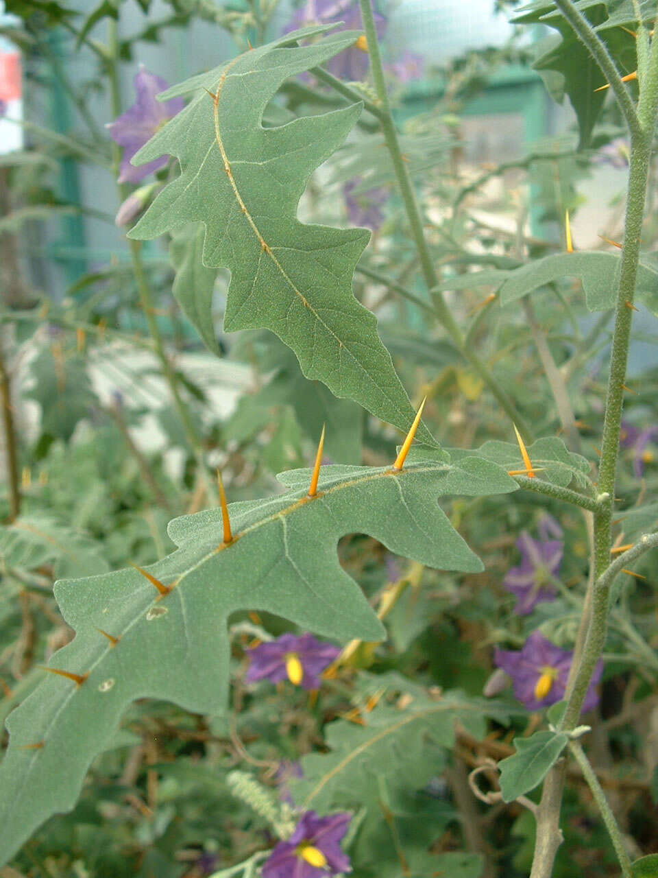 Image of Orange-thorned nightshade