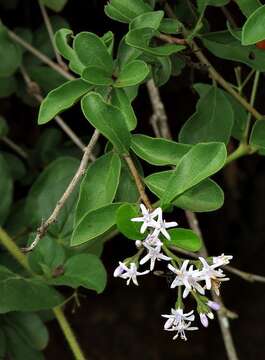 Image of Sandpaper bush