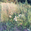 Paspalum floridanum Michx. resmi