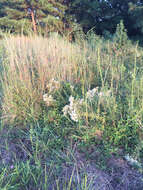 Imagem de Paspalum floridanum Michx.