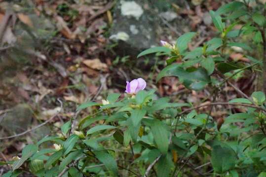 Melastoma malabathricum subsp. malabathricum resmi