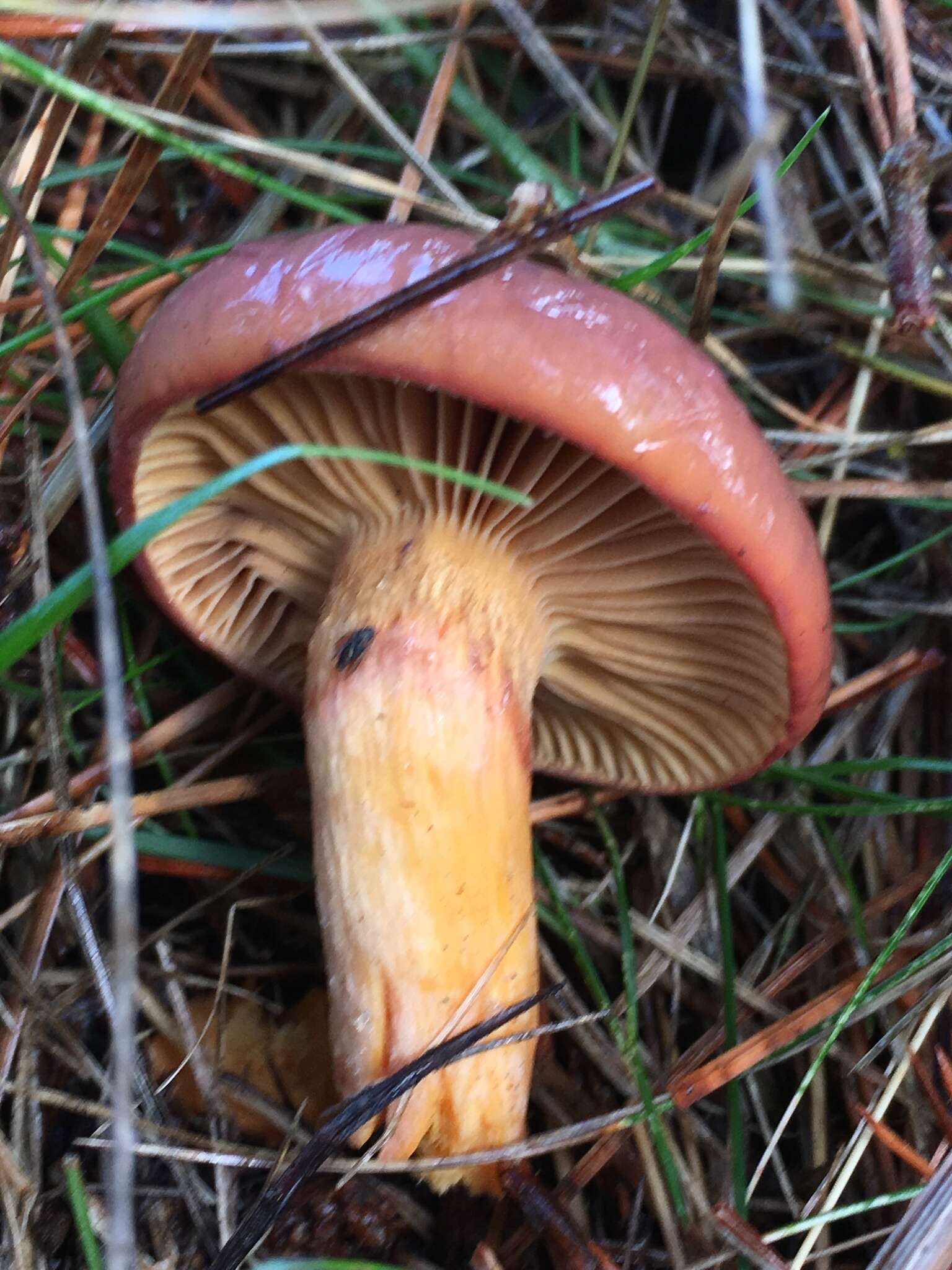 Image of Wine-cap Chroogomphus