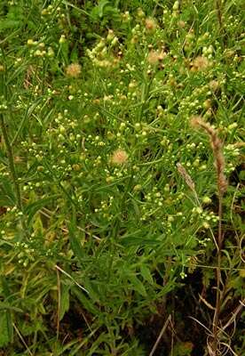 Image of Canadian Horseweed