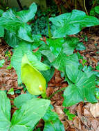 صورة Arum italicum subsp. neglectum (F. Towns.) Prime