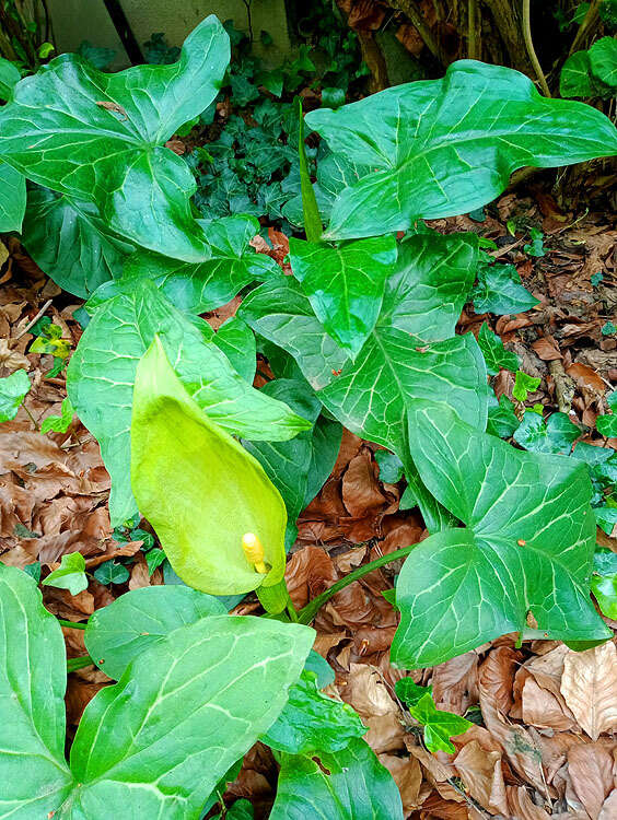 صورة Arum italicum subsp. neglectum (F. Towns.) Prime