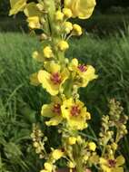 Verbascum nigrum L. resmi