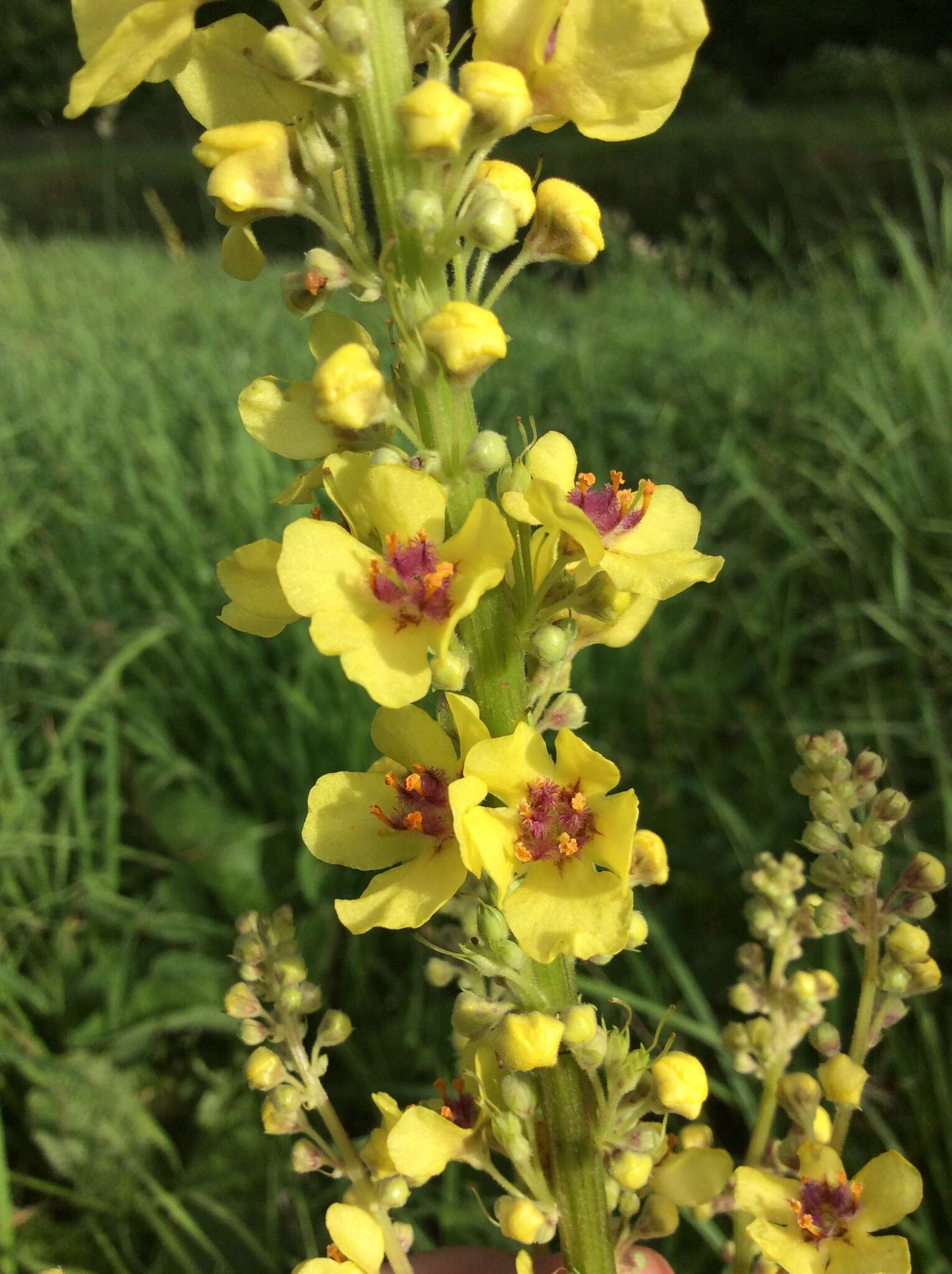 Verbascum nigrum L. resmi