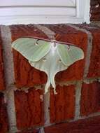 Image of Luna Moth