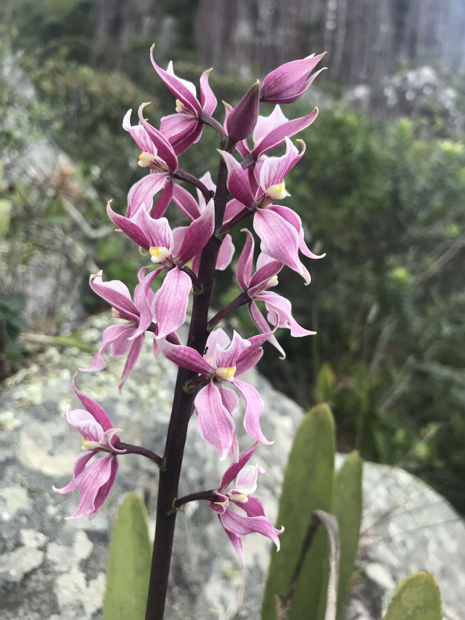 Image of Prosthechea allemanoides (Hoehne) W. E. Higgins