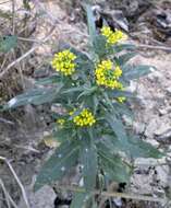 Image of treacle mustard