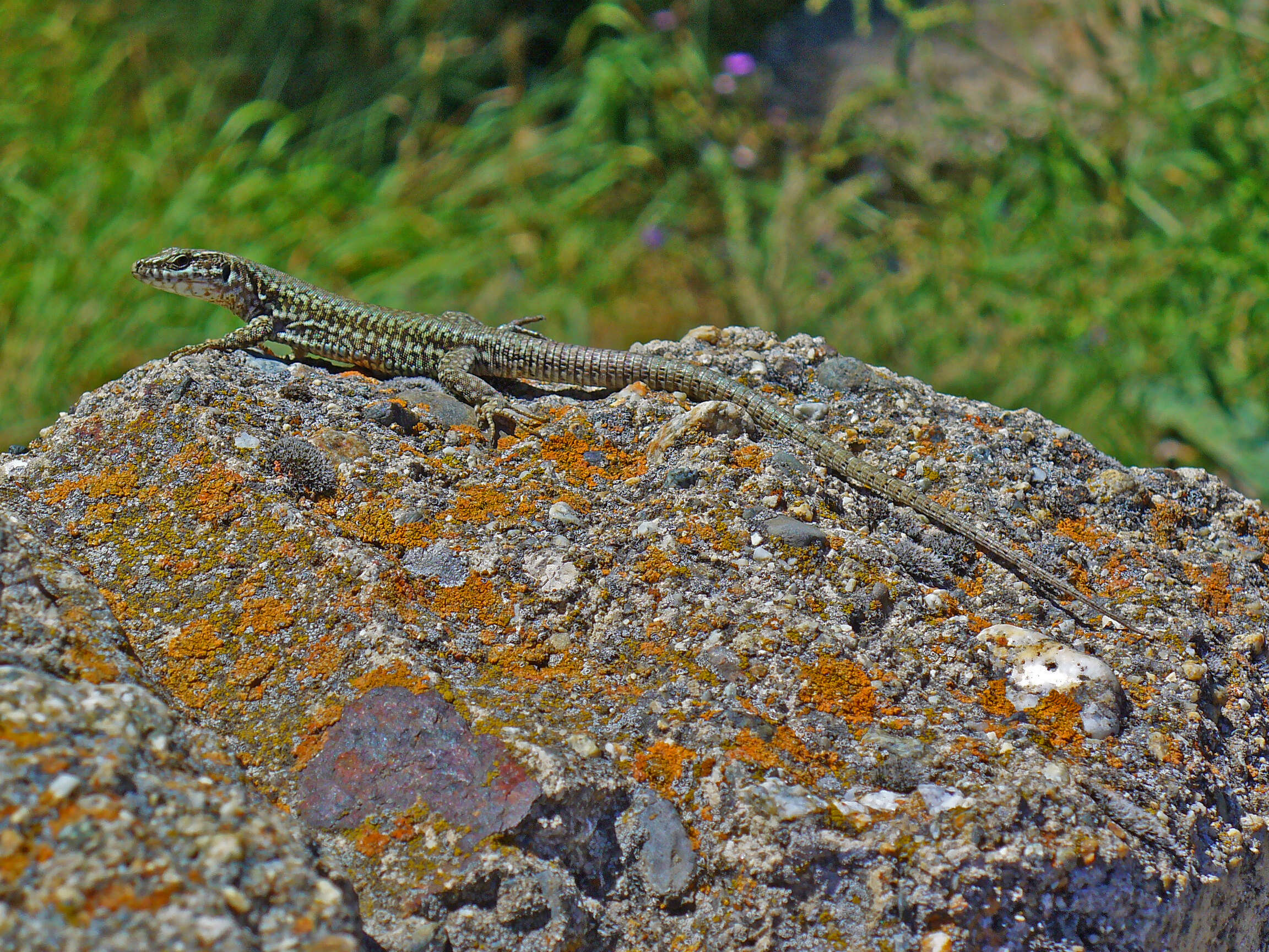 Image of Iberian Wall Lizard