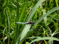 Orthetrum coerulescens (Fabricius 1798) resmi