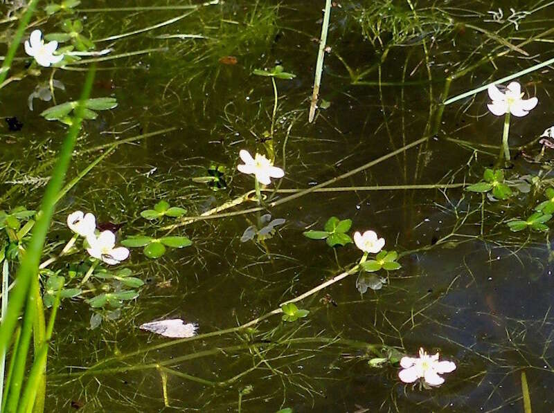 Image of Lobb's Water-Crowfoot