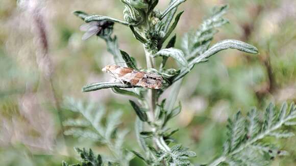 Image of Eucosma abacana Erschoff 1877