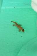 Image of Tobago Least Gecko