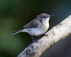 Image of Large-billed Gerygone