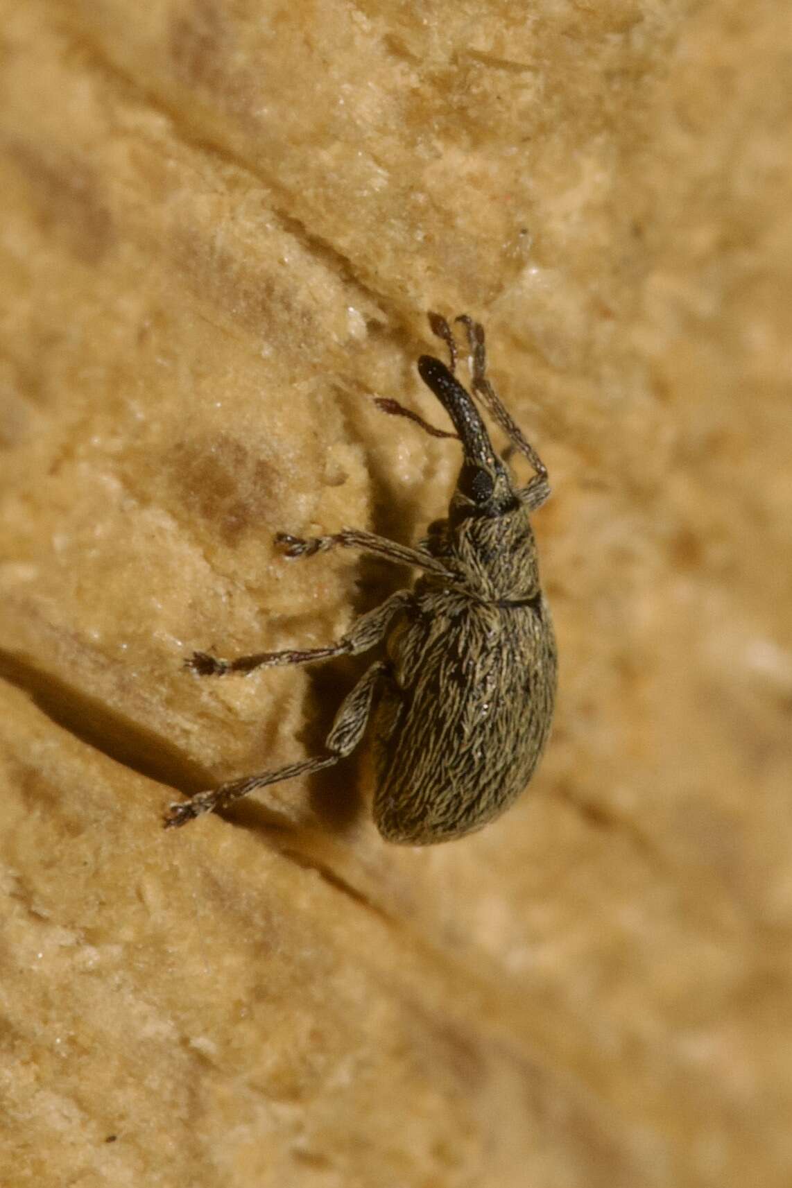 Image of <i>Trichopterapion holosericeum</i> (Gyllenhal 1833)