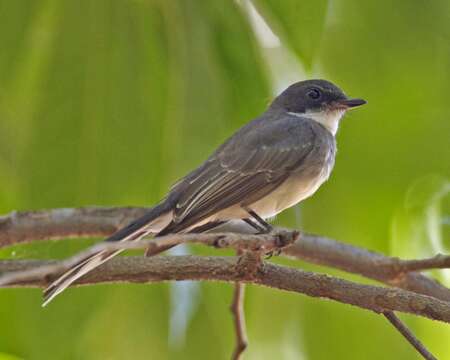 Image of Northern Fantail