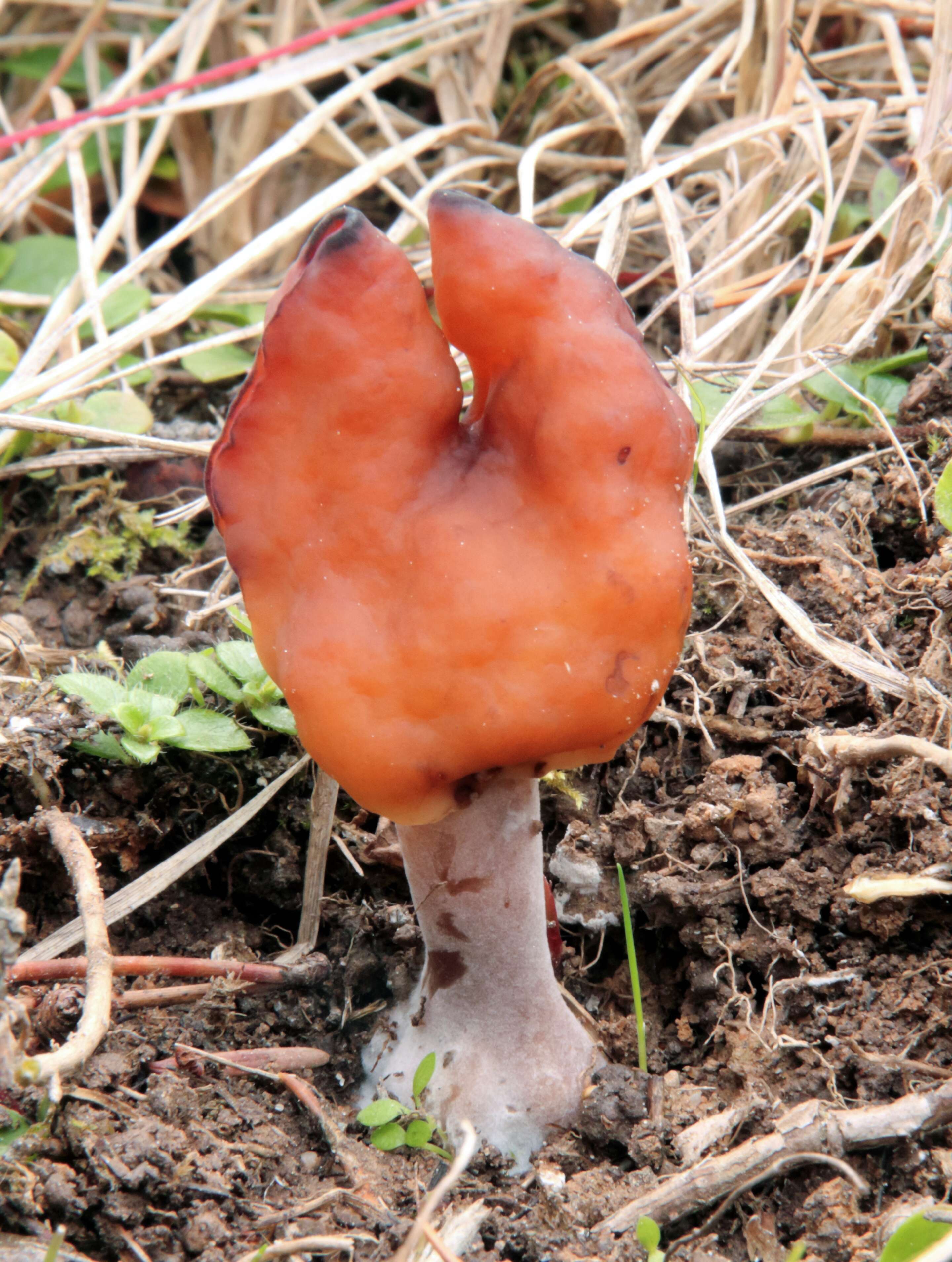 Image of Hooded false morel