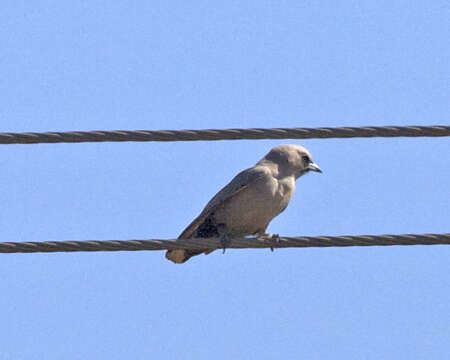 Image of Black-faced Woodswallow