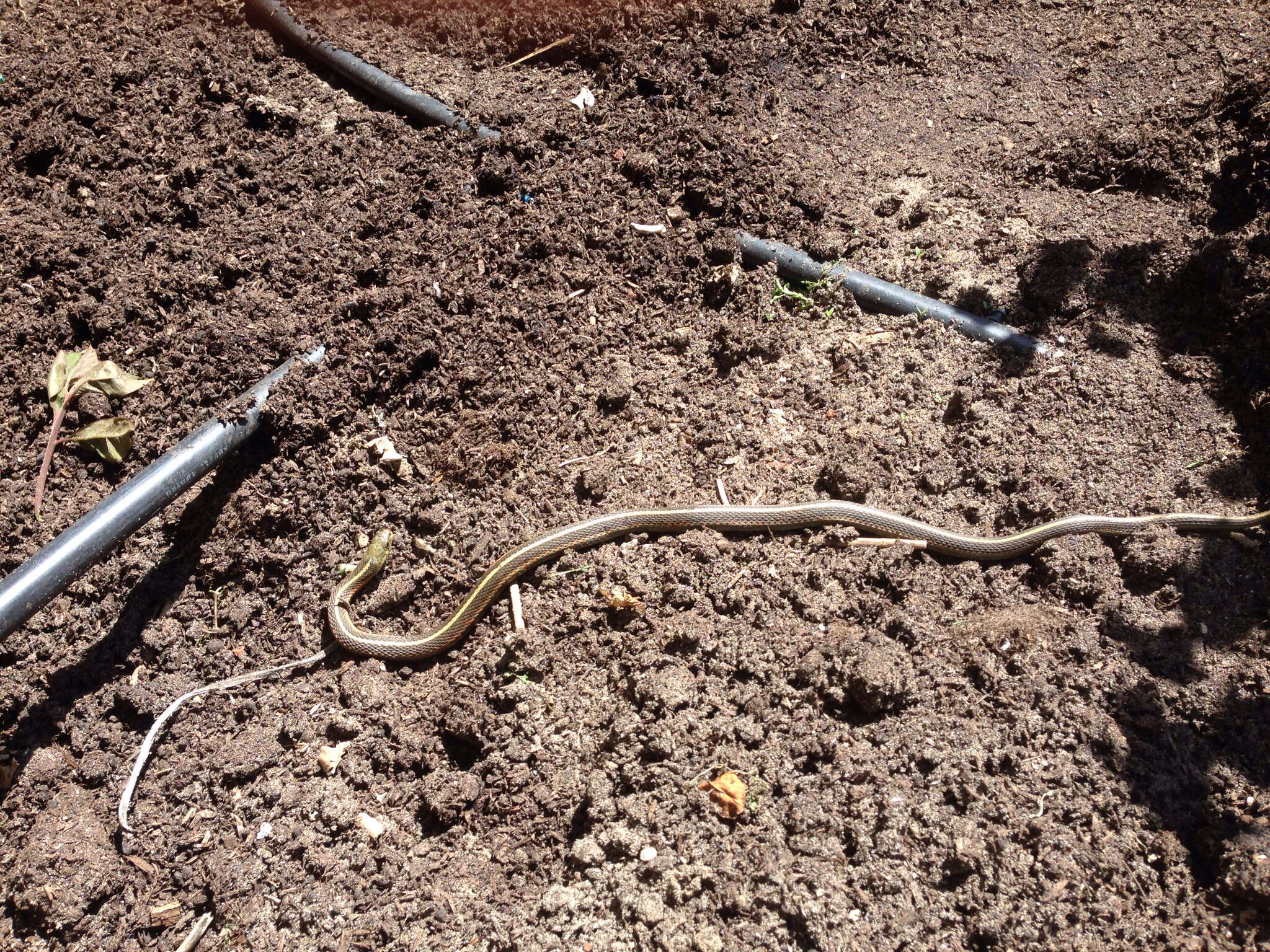 Sivun Thamnophis elegans (Baird & Girard 1853) kuva