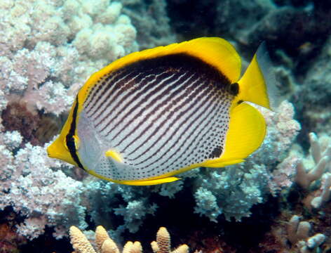 Image of Black-back Butterflyfish