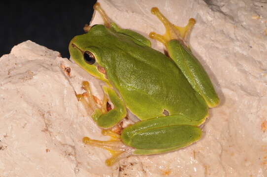 Image of Common tree frog