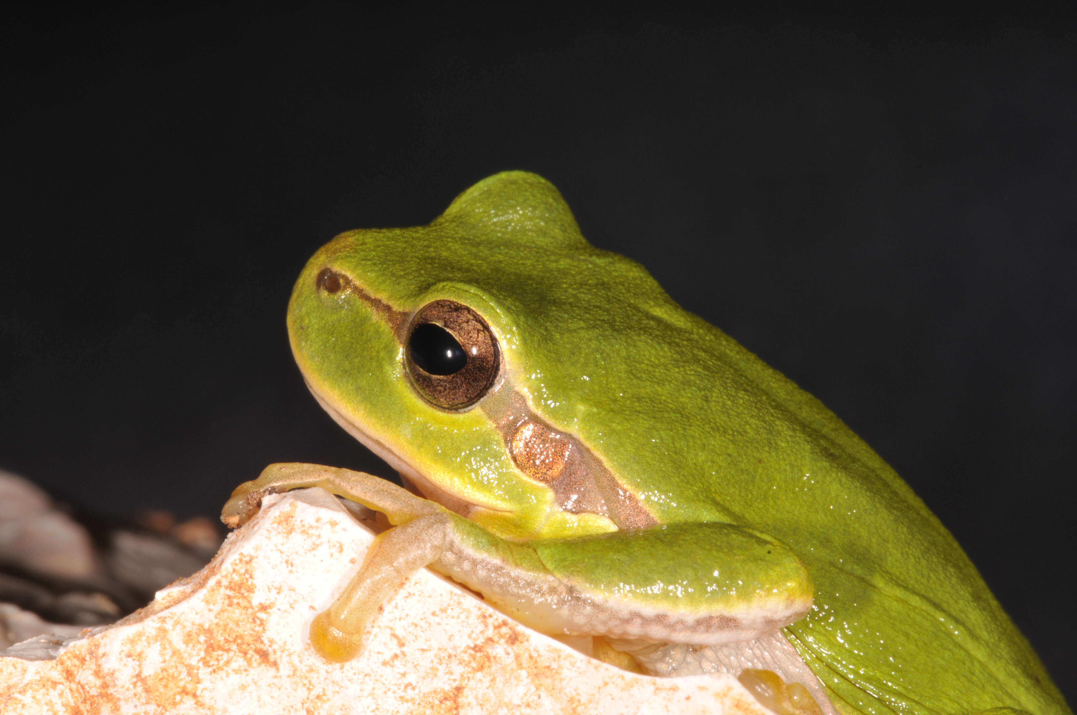 Image of Common tree frog