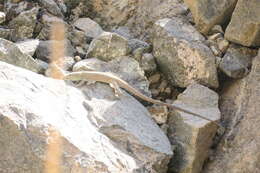Image of Omanosaura