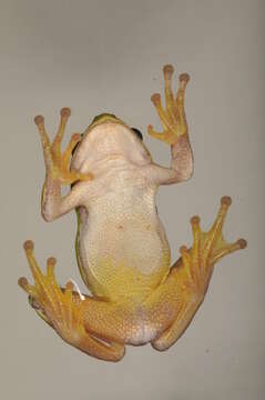 Image of Common tree frog