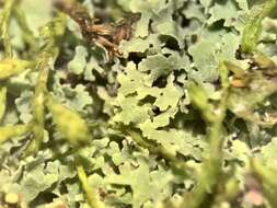 Image of agonimia lichen