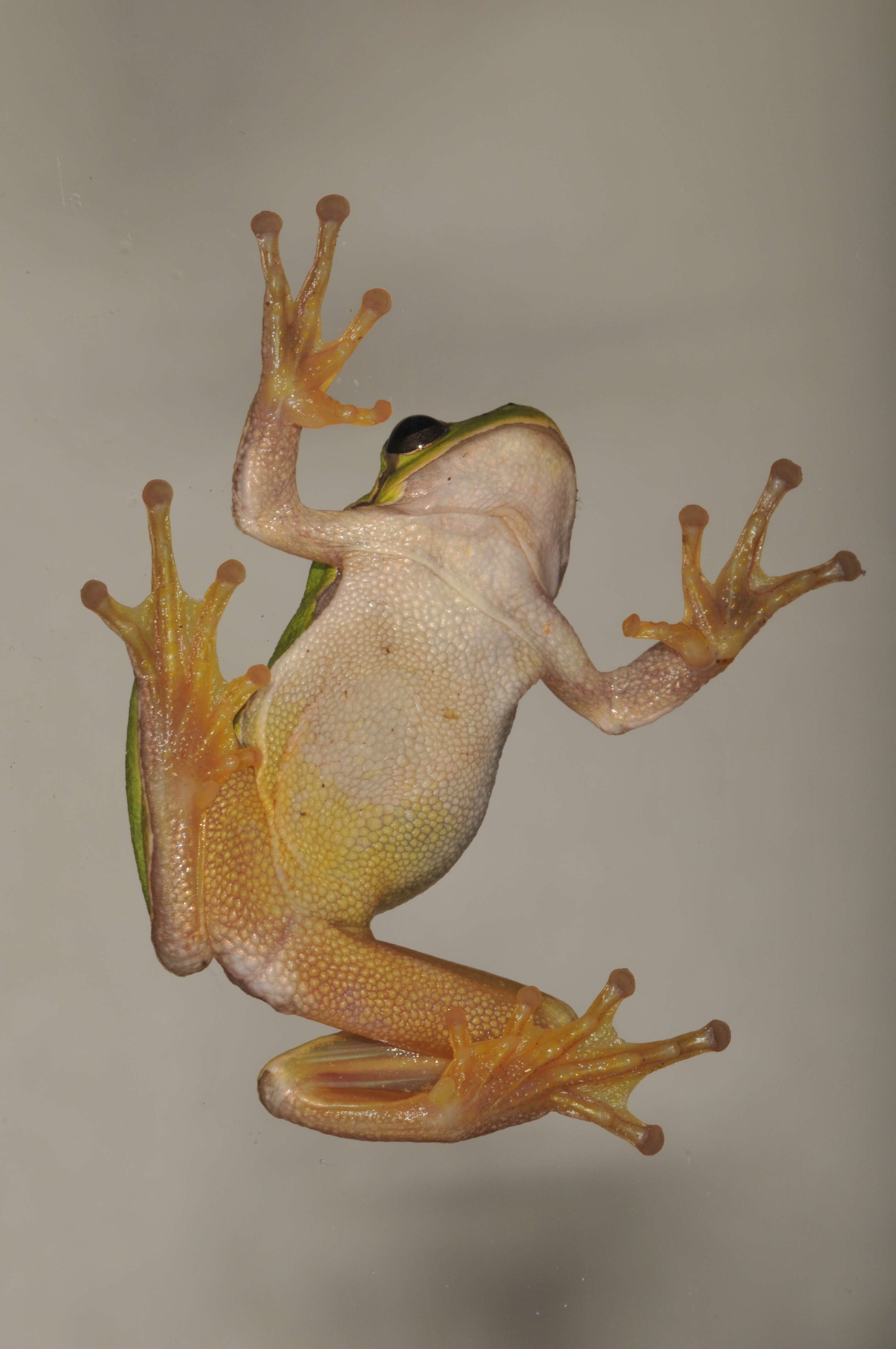 Image of Common tree frog