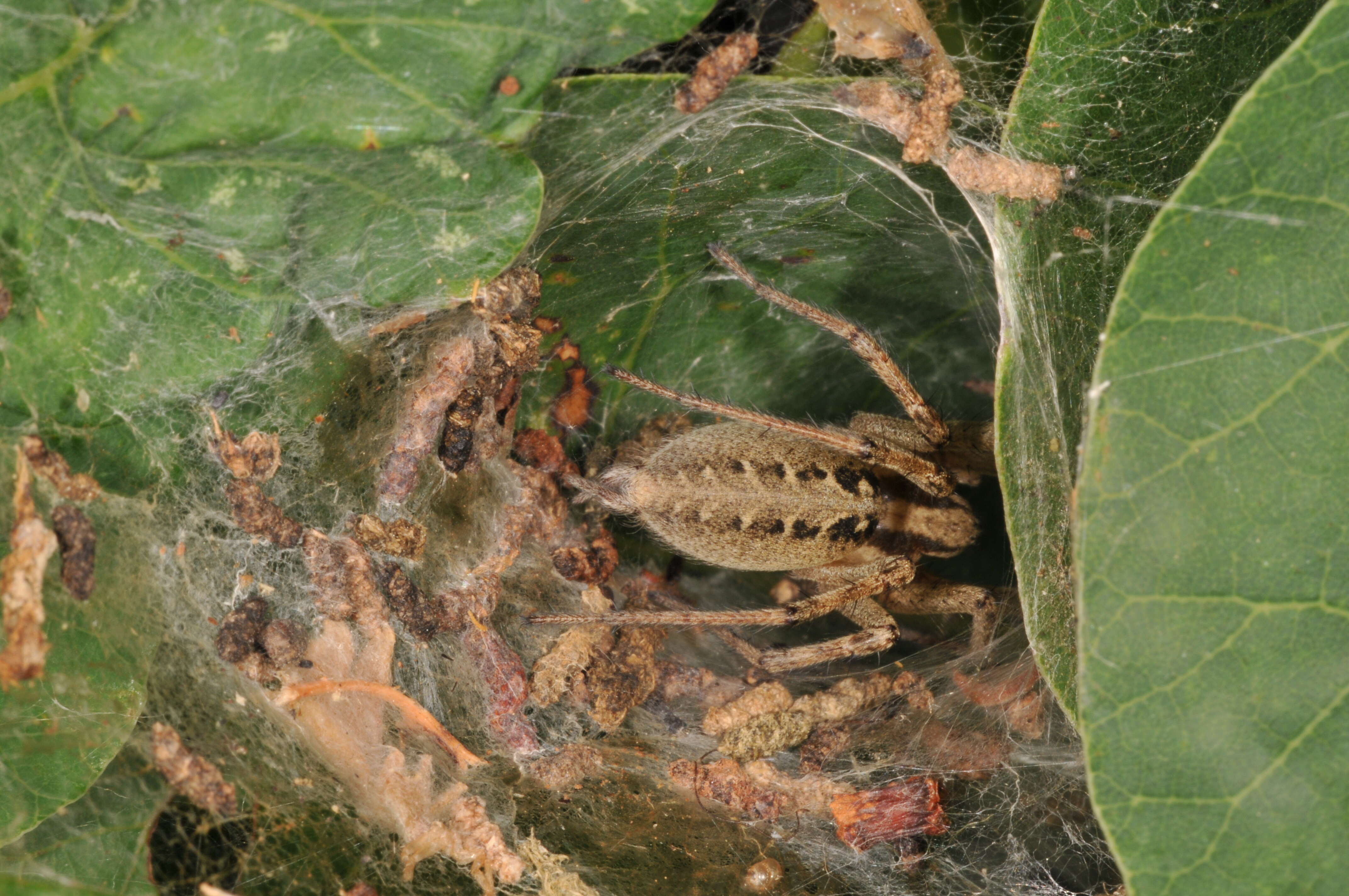 Image of Agelena labyrinthica (Clerck 1757)