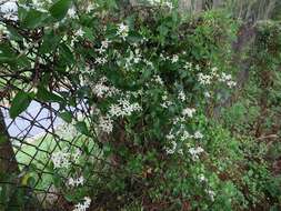 Imagem de Clematis terniflora DC.