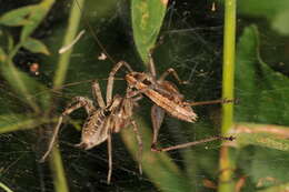 Image of Agelena labyrinthica (Clerck 1757)