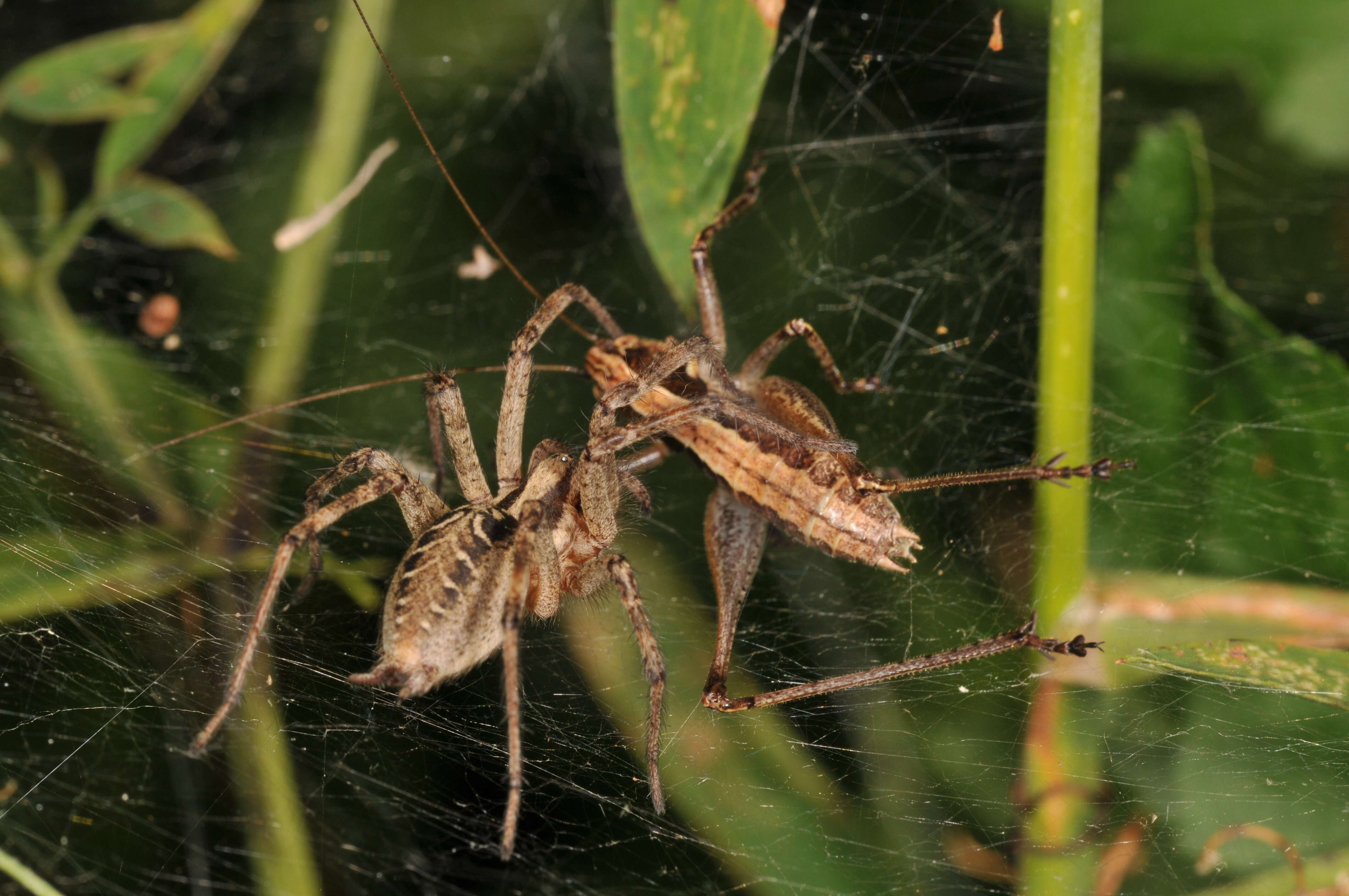 Image of Agelena labyrinthica (Clerck 1757)