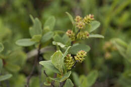 Image of Myrica gale subsp. tomentosa (C. DC.) E. Murray