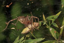 Image of Agelena labyrinthica (Clerck 1757)