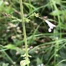 Clinopodium nepeta (L.) Kuntze resmi