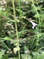 Image of Lesser calamint