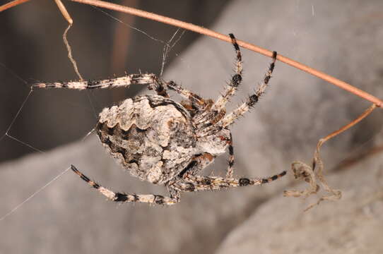 Image of Araneus circe (Audouin 1826)