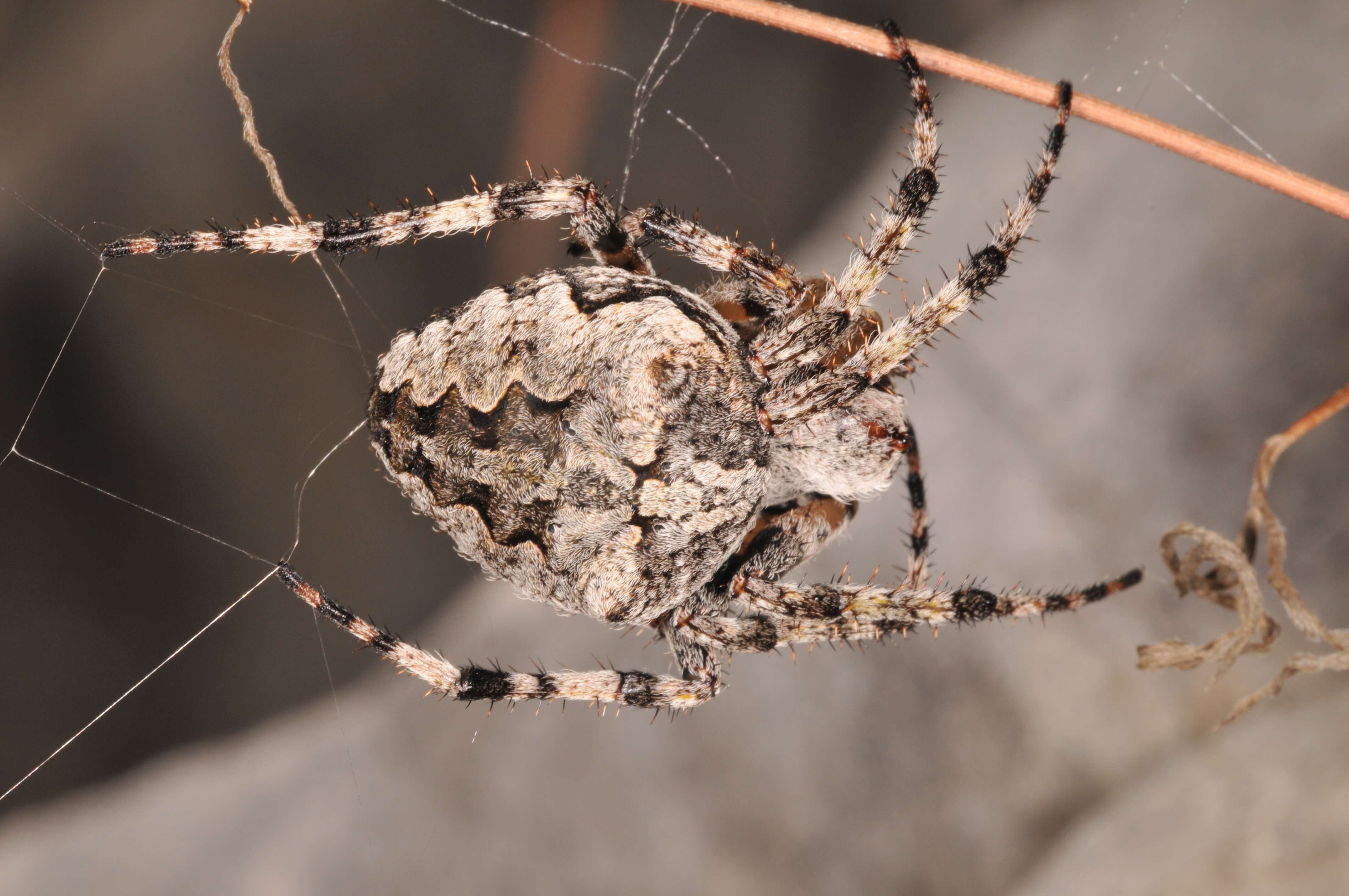 Image of Araneus circe (Audouin 1826)