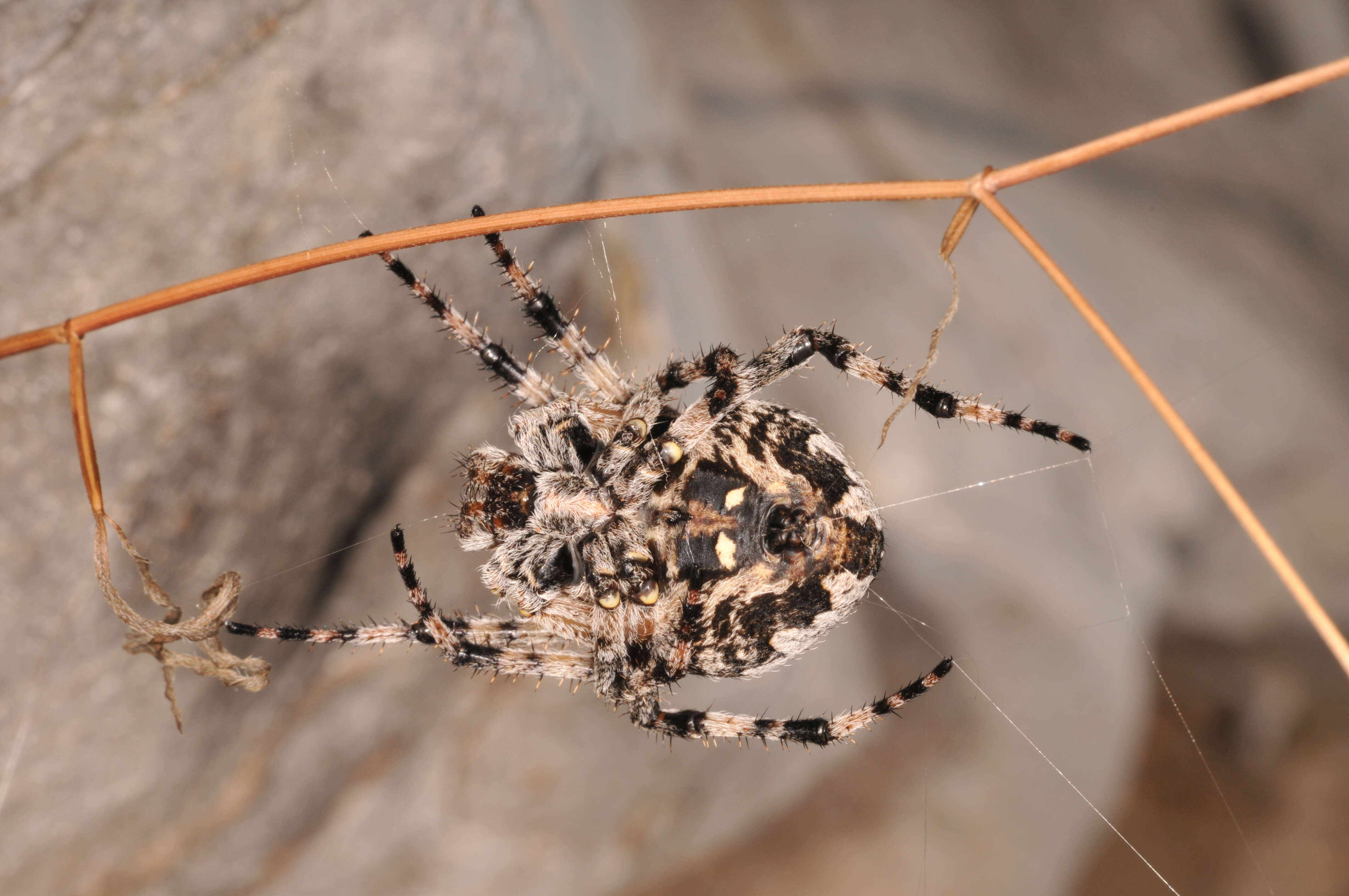 Image of Araneus circe (Audouin 1826)