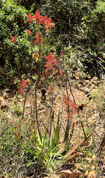 Image of Aloe branddraaiensis Groenew.